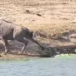 Gnu von Krokodil attackiert: Dann eilt ein fremdes Tier zu Hilfe!
