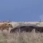 Die Löwin greift ein Nilpferd an und bereut es sofort