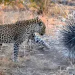 Ein Leopard greift ein Stachelschwein an: Dann ist die Raubkatze in einem fürchterlichen Zustand