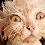 2 Millionen Katzen sollen in Australien mit elendiger Methode getötet werden