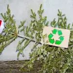 Noch nicht entsorgen! Den Weihnachtsbaum nach dem Fest nutzen