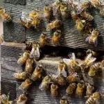Der Bienenstock in Notre-Dame hat sich beim Brand äußerst spannend verhalten