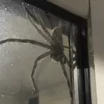 Ein Pärchen trifft in Australien auf eine riesige Spinne