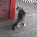 Katze läuft wie ein Pferd