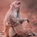 Affen-Mutter weint um ihr scheinbar lebloses Baby