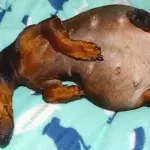Eine trächtige gelähmte Hündin lernt nach dem Wurf wieder laufen