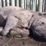 Südafrika: Waisenhaus für Nashörner schließt nach heftigem Angriff von Wilderern