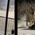 In Löwengehege eingedrungen: Mann wird vor Augen der Besucher zerfleischt (Video)