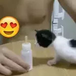 Hungrige Katze wird mit Milch gefüttert