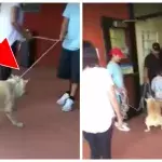 Familie zerrt Hund gewaltsam ins Tierheim