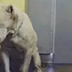 Hund: Nach schweren Misshandlungen endlich im neuen Zuhause