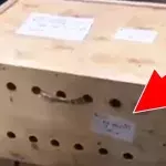 Die Behörden entdeckten drei Tigerbabys in einer am Flughafen herumstehenden Kiste
