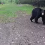 Sie filmen alles mit: Schwarzbär verfolgt Jogger (Video)