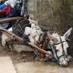 Rettungsaktion von 12000 Menschen für einen Esel
