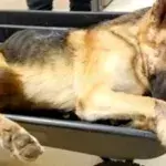 Dieser Schäferhund wird verletzt gefunden und wieder aufgepäppelt