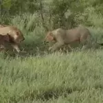 Babygnu trifft auf zwei Löwen - da tut einer etwas völlig Unerwartetes! (Video)