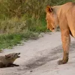 Löwin entdeckt verletzten Fuchs: Als ein zweiter Löwe dazu stößt, eskaliert die Situation!