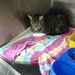Ein Mann findet seine Katze nach 11 Jahren wieder