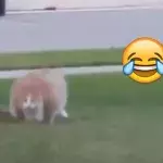 Wie diese Katze läuft sehr lustig, ist genial!