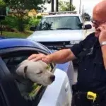 Ein Polizist rettet den Pitbull, den er erschießen soll!