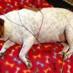 Sie füttern ihre Jack-Russell-Hündin, bis diese fett ist. Dann tun sie ihr noch viel Schlimmeres an!