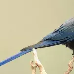 Diese Tiere werden in diesem Jahr für immer von der Erde verschwinden