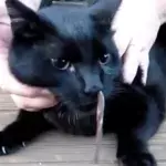 Die Katze niest die ganze Zeit. Er bekommt Panik, als er sieht, was da in der Nase steckt!