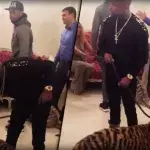 Mayweather will einem Tiger seine Kraft beweisen