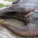 Einem Elefanten werden zum ersten Mal die Fußfesseln abgenommen