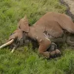 Satao II: Einer der letzten Elefanten mit riesigen Stoßzähnen ist tot