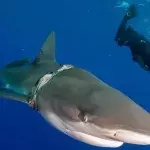 Taucher kommen einem Hai zu Hilfe, der sich in einem Seil verfangen hat