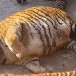China: In diesem Zoo werden die sibirische Tiger von Besuchern überfüttert