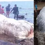 Seltsame Kreatur an der Küste der Philippinen gestrandet