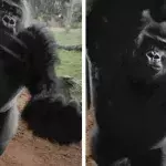 Gorilla zerschlägt Scheibe seines Geheges und hat nur ein Ziel