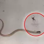 Diese Schlange hat sich ein einem Spinnennetz verfangen