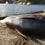 Plastikmüll: Gestrandeter Wal in Norwegen muss eingeschläfert werden