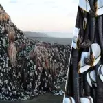 Eine seltsame Kreatur strandet in Neuseeland