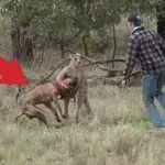 Ein Mann rettet seinen Hund vor einem Känguru