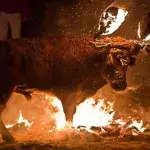 Viel schlimmer als normaler Stierkampf: Die Jagd auf Toro de Fuego!