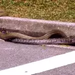 Mitten auf der Straße: Königskobra kämpft gegen Python