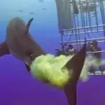 Ein weißer Hai startet einen Überraschungsangriff auf Taucher in einem Käfig