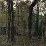 Dieser Affe lebt in einem Zoo, der vor 30 Jahren geschlossen wurde