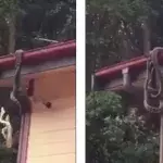 Unangenehme Überraschung! Mit diesen Besuchern haben sie sicher nicht gerechnet!