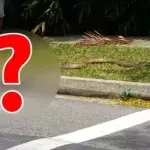In Singapur wurde dieser heftige Kampf auf einer Straße beobachtet!