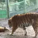Das passiert, wenn ein Tiger während seines Nickerchens gestört wird