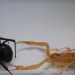 Eine schwarze Witwe und ein Skorpion liefern sich einen Kampf um Leben und Tod