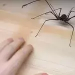 Das Haustier, was ihr niemals haben wollt