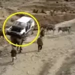 Pakistan: Sie transportieren ein Auto... auf einem Kamel