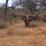 Touristen filmen Elefanten bei Safari, da stürmt einer los!