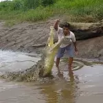 Costa Rica: Dieser Mann füttert ein Krokodil mit Hühnchen